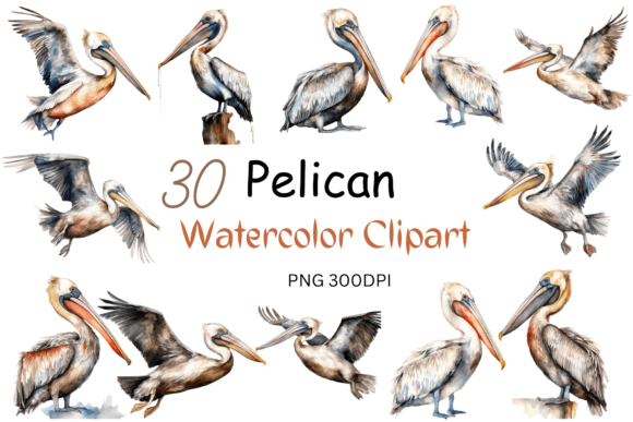 Watercolor Pelican Clipart Sublimation for Crafts & Branding